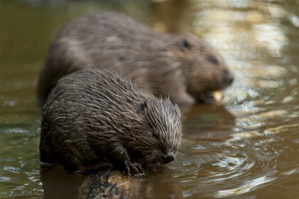European beaver (Castor fiber) with young, Rosenheim, Bavaria, Germany, Europe