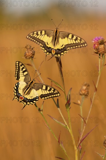 Swallowtail (Papilio machaon) North Rhine-Westphalia, Germany, Europe