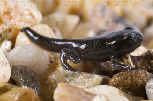 Common toad (Bufo bufo), juvenile with tail