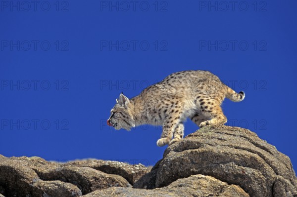 Bobcat (lynx rufus), Adult on Rocks, Canada, North America