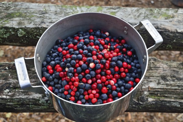 Ripe berries of lingonberry and blueberry close up lie in a saucepan