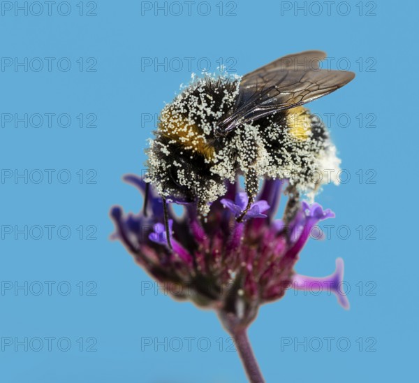 Bumblebee full of pollen on a flower blossom