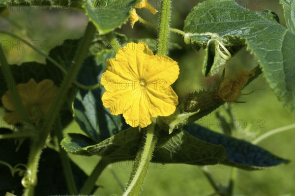 Cucumber (cucumis sativus), Gherkin or Pickle in Normandy
