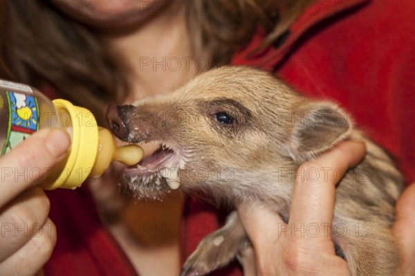 Wild boar (Sus scrofa), Breeding, Rhineland-Palatinate, Germany, Europe