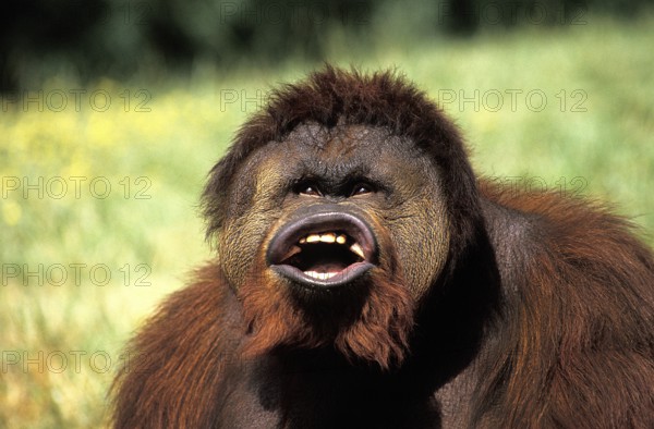 Bornean orangutan (Pongo pygmaeus), male with funny face