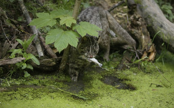 Leopard cat (prionailurus bengalensis), adult fishing, fishing