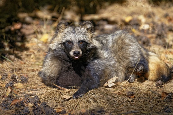 Tanuki