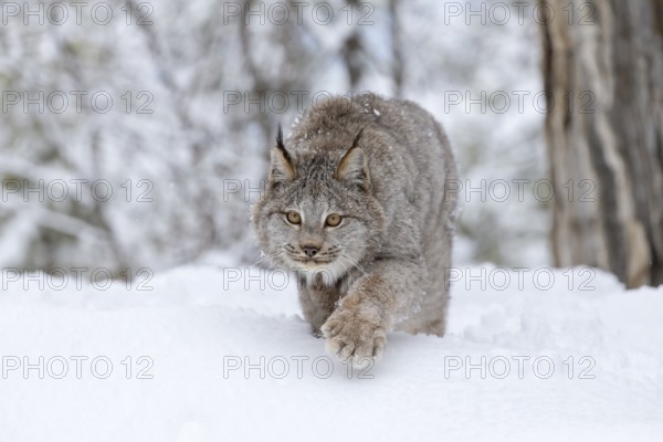 A bobcat hunts for prey in a snowy forest habitat