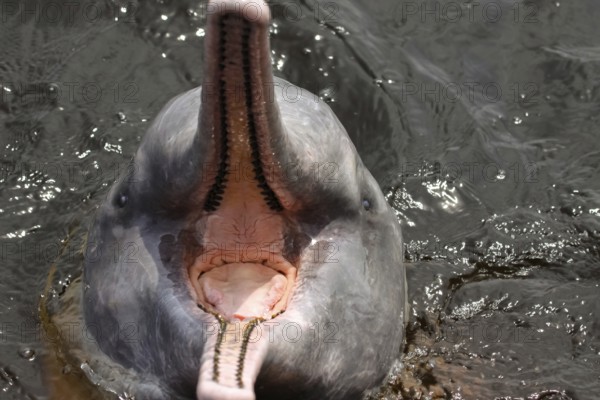 Close up of Pink river dolphin, mouth open, Rio Negro, Novo Airao, Brazil, South America