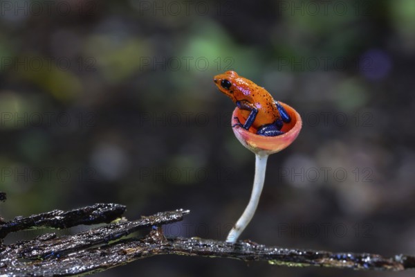 Blue jeans dart frog in Costa Rica sitting in a fungi cap