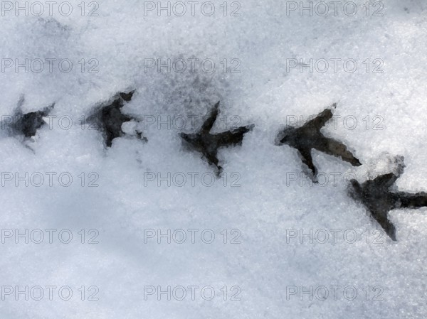 Spruce Grouse, footprints, Gaspesie National Park, Spruce grouse (Dendragapus Canada Grouse (Falcipennis canadensis), Canada, North America