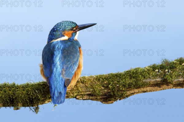 Common Kingfisher or Eurasian Kingfisher (Alcedo atthis), Tyrolean Unterland, Tyrol, Austria, Europe