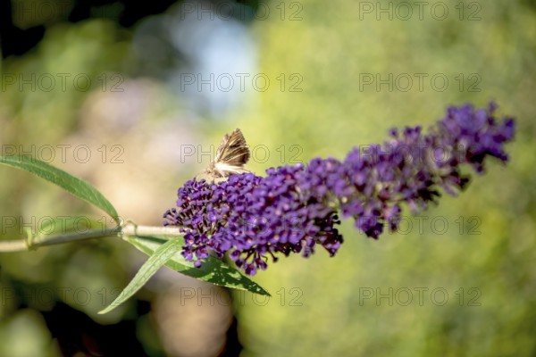 Agate Owl Moth on a Lilac Blossom