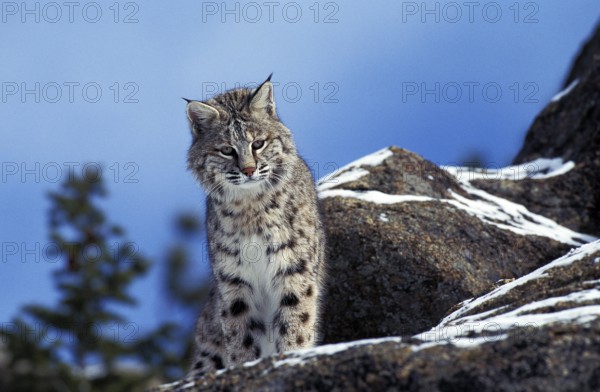 Bobcat (lynx rufus), Adult standing on Rock, Canada, North America