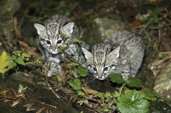 Geoffroy's Cat, oncifelis geoffroyi, Kittens