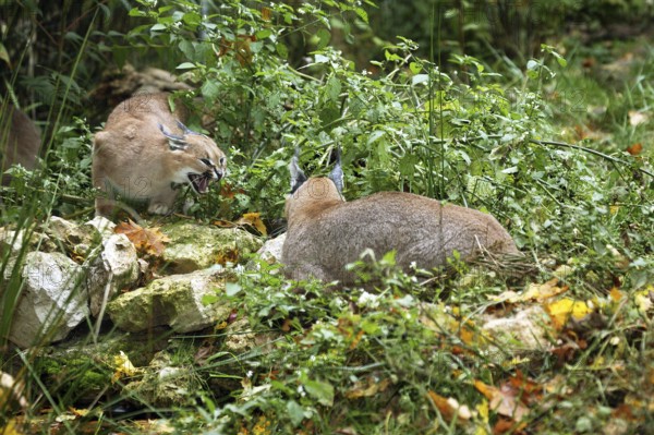 Caracal (caracal caracal), Adult Snarling