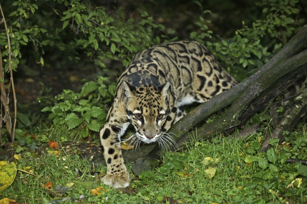 Clouded leopard (neofelis nebulosa), ADULT