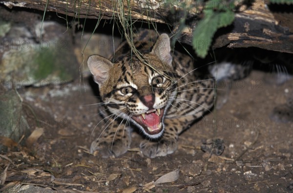Ocelot (leopardus pardalis), ADULT GROWING