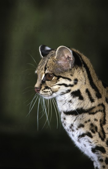 Margay (leopardus wiedii), portrait of an adult