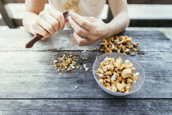 Preparing chanterelle mushrooms on an old rustic wooden table