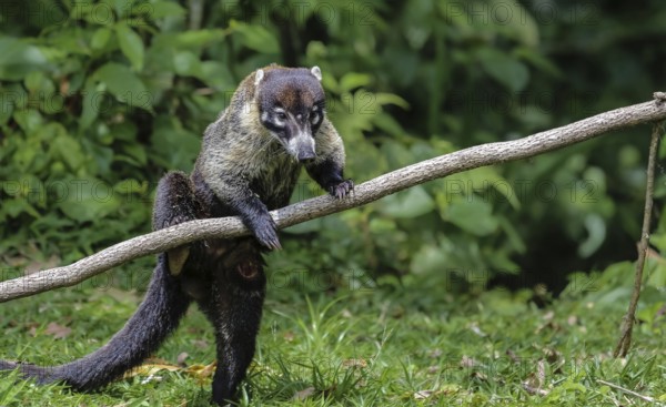 White nosed coati in Costa Rica climbing on a branch