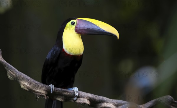 Chestnut Mandibled Toucan on a Vine in the Jungle