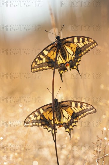 Swallowtail (Papilio machaon), two, North Rhine-Westphalia, Germany, Europe
