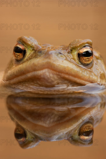 Common toad (Bufo bufo) Rhineland-Palatinate, Germany, Europe