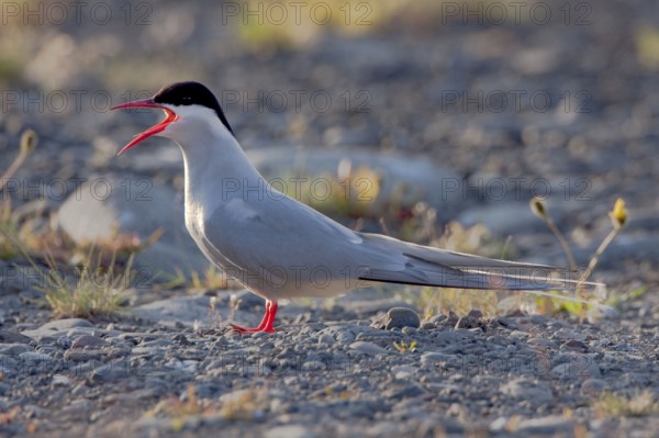 Arctic Tern (Sterna paradisaea), Iceland, side, Europe