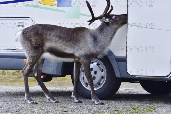 Begging Reindeer