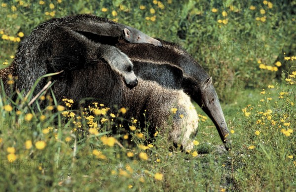 Giant anteater (Myrmecophaga tridactyla) carrying juvenile (anteater) (animals) (outside) (outdoor) (flowers) (meadow) (south america) (standing) (standing sideways) (side) (carry) (carrying) (adult) (mother & child) (mother & baby) (two) (two) (transport) (landscape) (horizontal) (mammals) (mammal) (affection) (affection)