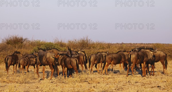 Blue wildebeests (Connochaetes taurinus) in morning light, Central Kalahari, Botswana, Botswana, Africa