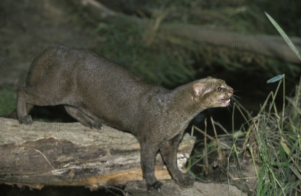 Jaguarundi, herpailurus yaguarondi, adult