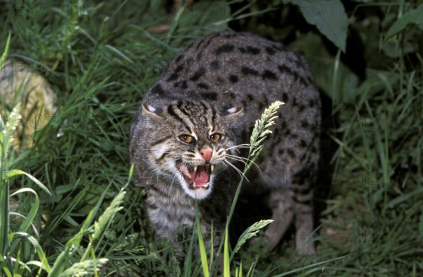Fishing Cat (prionailurus viverrinus), Adult Snarling