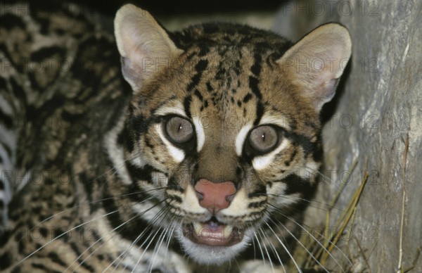 Ocelot (leopardus pardalis), portrait of an adult