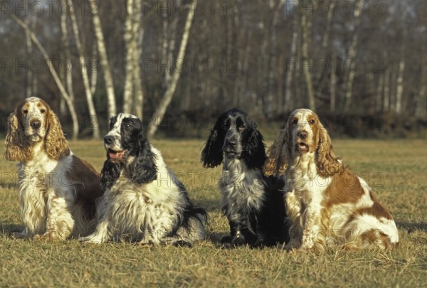 English Cocker Spaniel, dog sitting on grass