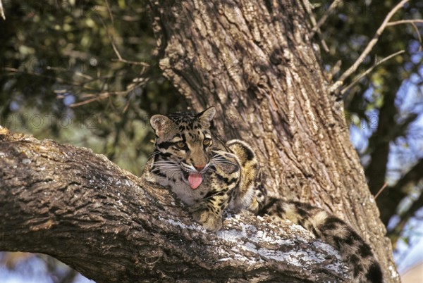 CLOUDED LEOPARD (neofelis nebulosa), ADULT LAYING ON BRANCH