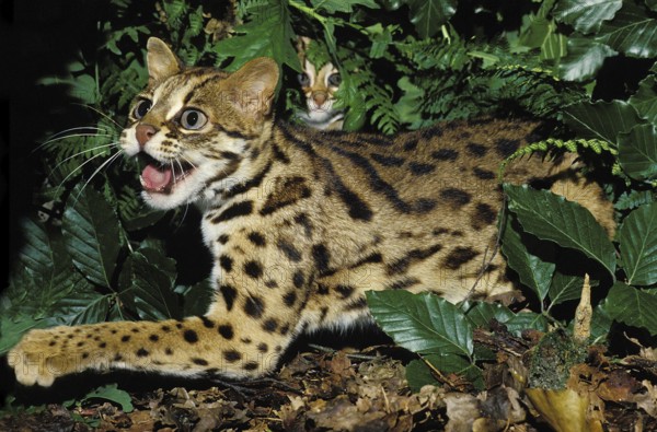 LEOPARD CAT (prionailurus bengalensis), FEMALE SNARLING TO PROTECT YOUNG