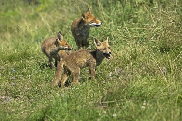 Red Fox (vulpes vulpes), Mother with Cub, Normandy