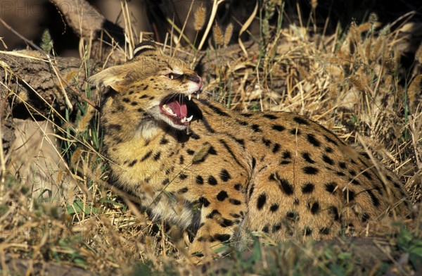 Serval (leptailurus serval), Adult snarling