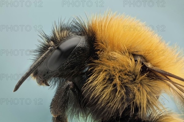 Like their relatives the honey bees, bumble bees feed on nectar and gather pollen to feed their young