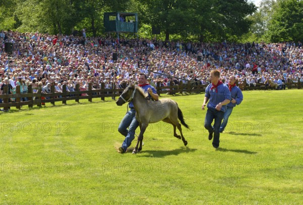 Yearling stallion being captured, Dülmen wild horses, traditional wild horse auction in Dülmen, Münsterland, North Rhine-Westphalia, Germany, Europe