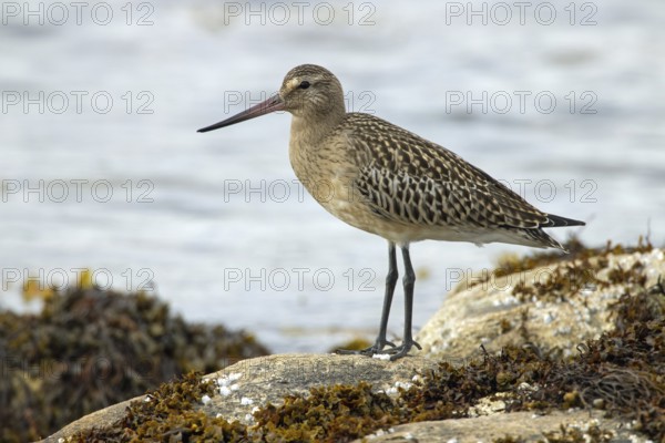 Bar-tailed godwit