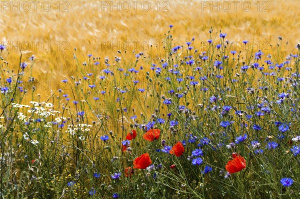 Cornflowers in a grain field