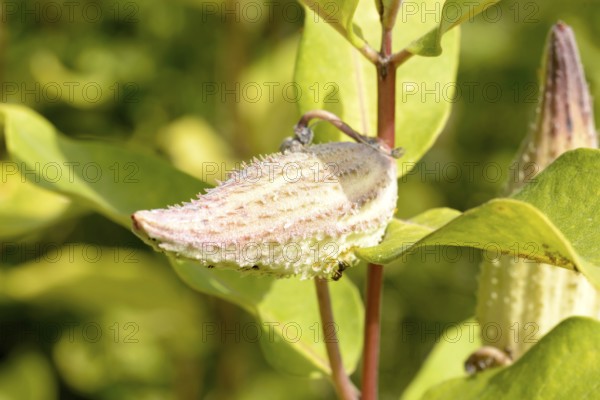 Closeup of the fruit, also called milkweed or silkweed. (Asclepias Syriaca) This plant produces latex