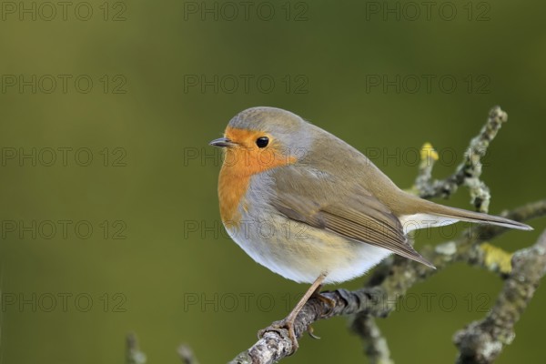 Robin on a branch