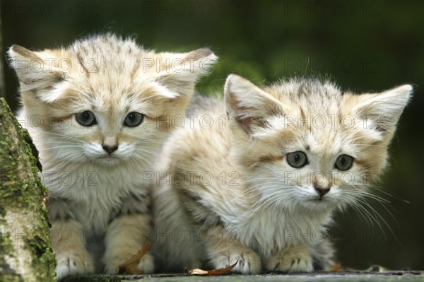 Sand Cat (felis margarita), Cub on Branch