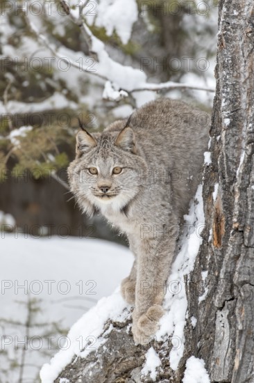 A bobcat hunts for prey in a snowy forest habitat