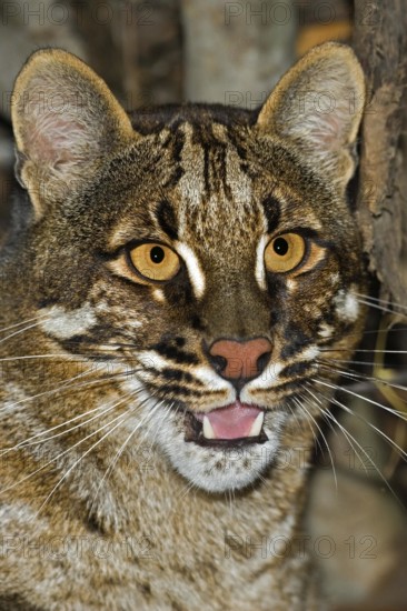 Asian Golden Cat or Temmink's Cat, catopuma temmincki, Portrait of Adult