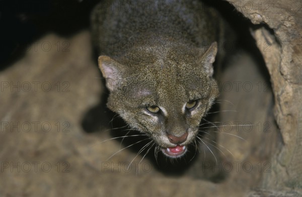 Jaguarundi, herpailurus yaguarondi, Portrait of Adult